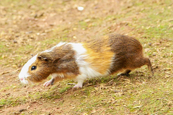 Guinea Pig