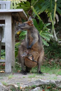 Wallabies in the backgarden