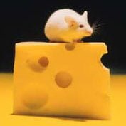 mouse_on_cheese
