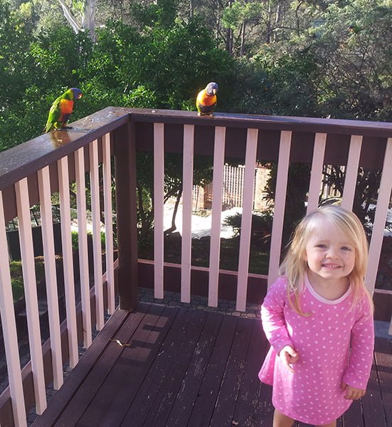 A morning visit from some tame Rainbow Lorikeets