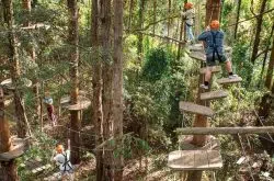 Adventure in the treetops! High ropes courses near the North Shore