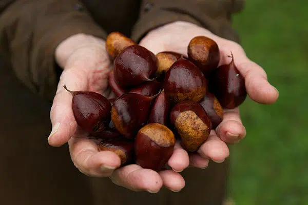 Nutwood Farm nut picking Sydney