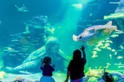 Fun indoor attractions to visit with kids on a rainy day in Sydney