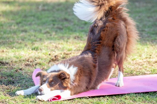 Dogs performing tricks at Pet Festival