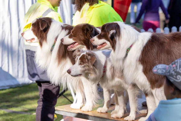 Dogs competing at the Pet Festival