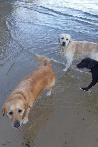 Dog running on beach