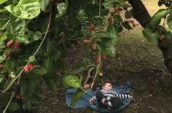 Mulberry trees in an beautiful local park!