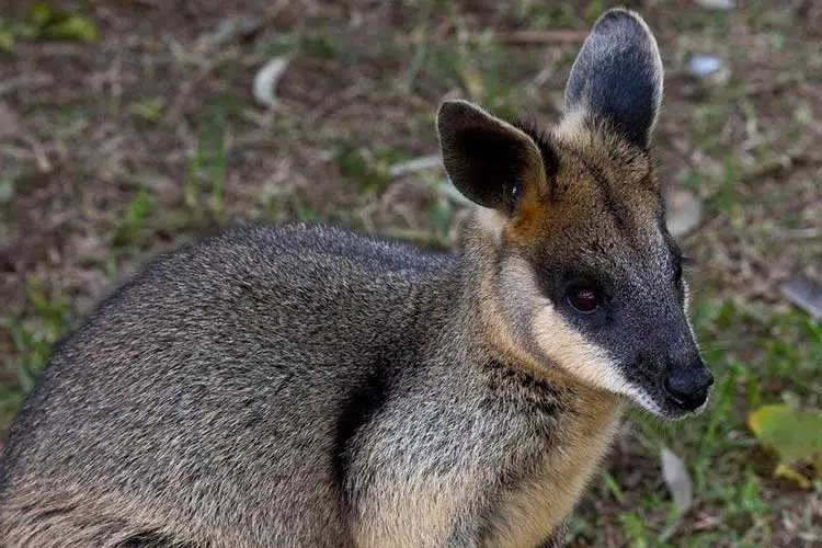 Australian animals Sydney | Seven wildlife parks to visit in NSW