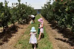 Apple picking at Bilpin Fruit Bowl