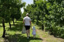 Apple picking at Bilpin Fruit Bowl