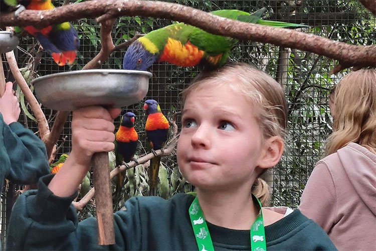 Featherdale Sydney Wildlife Park Zookeeper For a Day