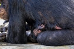 Chimpanzee Baby Born at Taronga