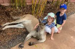 Australian Reptile Park kangaroos