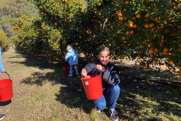 Mandarin tree farm