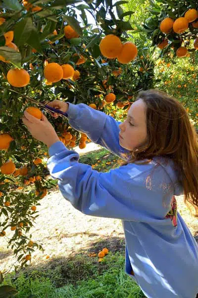 Mandarins picking