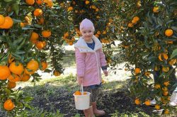 The best places for fruit picking near Sydney