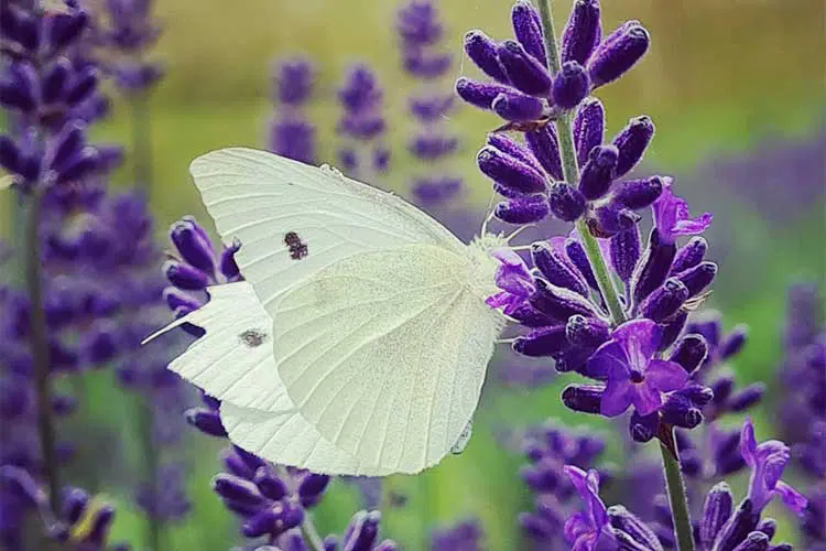 lavender farms