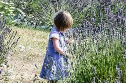 Lavender farms for you to visit this summer around Sydney