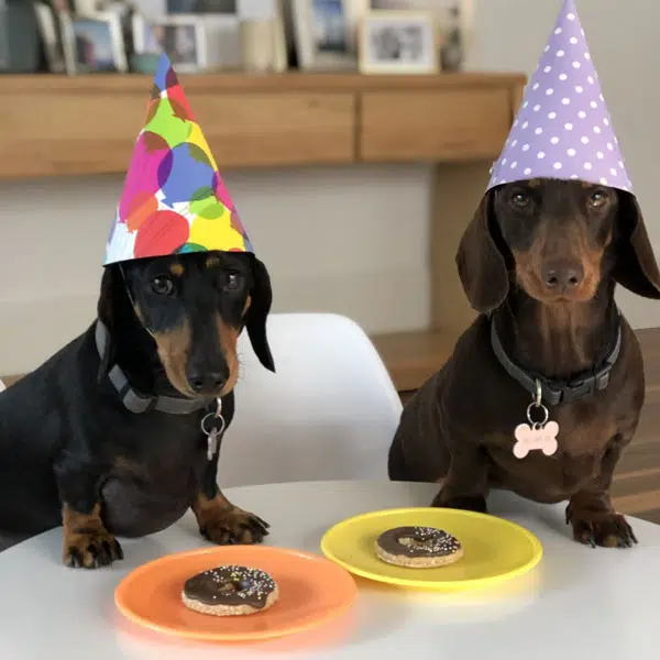 Birthday dogs