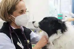 Give your pet fresh breath for Christmas with Turramurra Veterinary Hospital
