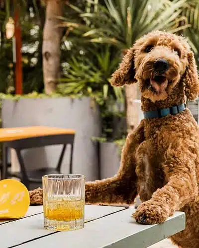 Dog-friendly cafe at Greenwood Hotel, North Sydney