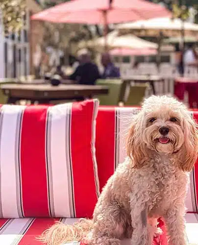 Dog-friendly cafe at The Greens, North Sydney