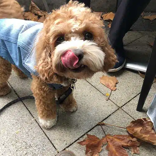 Dog-friendly cafe Bean Drinking, Crows Nest