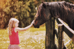 Yarramalong Valley Horse Farmstay