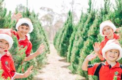 Willy's Christmas Tree Farm, Vineyard