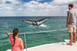 whale watching Sydney