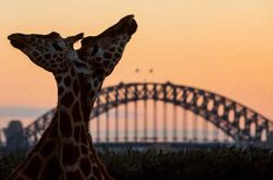 Taronga After Dark