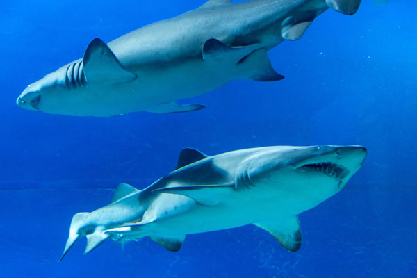 Tiger Sharks