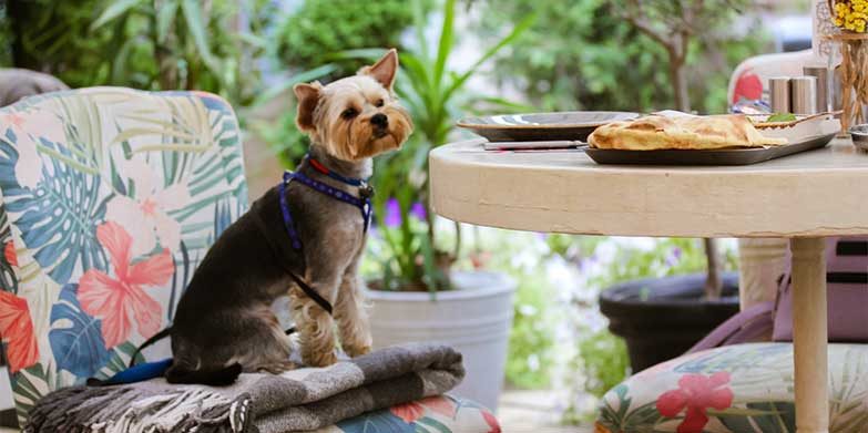 dog friendly cafes