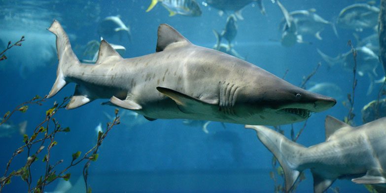 Shark-Safety