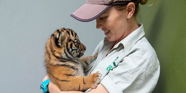 Taronga Zoo's new tiger cubs