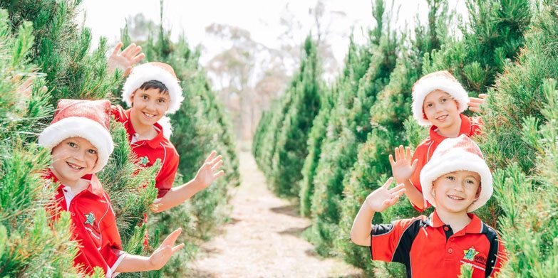 Willy's Christmas Tree Farm, Vineyard