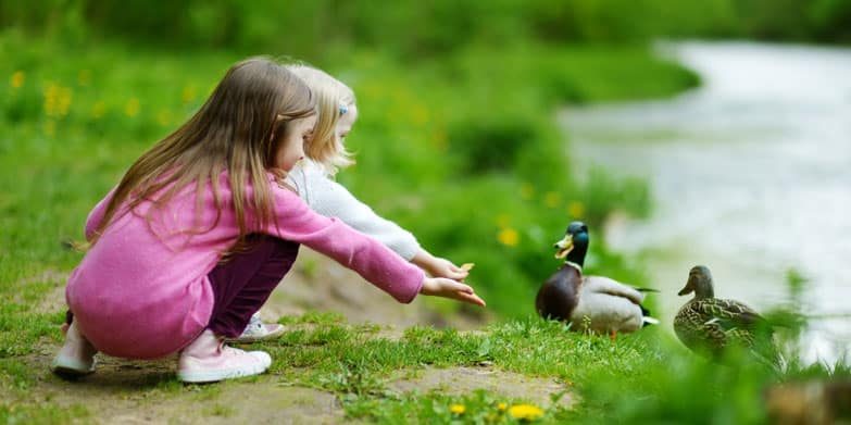 ducks-feeding